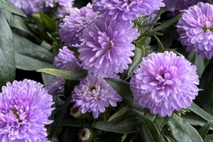 Dahlia